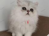 Кошки, котята Персидская, цена 18000 Грн., Фото
