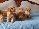 Собаки, щенки Карликовый пудель, цена 10000 Грн., Фото
