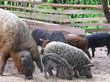 Тваринництво,  Сільгосп тварини Свині, ціна 2500 Грн., Фото