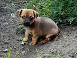 Собаки, щенята Російський гладкошерстий тойтерьер, ціна 3000 Грн., Фото