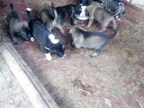 Собаки, щенки Восточно-Европейская овчарка, цена 100 Грн., Фото
