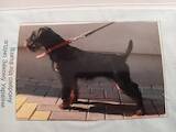 Собаки, щенята Ягдтер'єр, ціна 8000 Грн., Фото