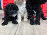Собаки, щенки Той-пудель, цена 23000 Грн., Фото