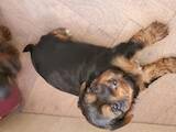 Собаки, щенята Йоркширський тер'єр, ціна 7000 Грн., Фото
