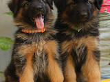 Собаки, щенки Немецкая овчарка, цена 18000 Грн., Фото
