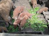 Животноводство,  Сельхоз животные Свиньи, цена 2000 Грн., Фото