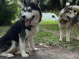 Собаки, щенята Сибірський хаськи, ціна 8500 Грн., Фото