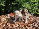 Собаки, щенки Эстонская гончая, цена 2600 Грн., Фото