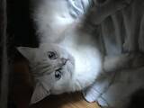 Кошки, котята Шотландская короткошерстная, цена 2200 Грн., Фото