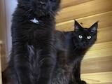 Кішки, кошенята Мейн-кун, ціна 3500 Грн., Фото