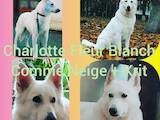 Собаки, щенята Біла Швейцарська вівчарка, ціна 20000 Грн., Фото