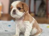 Собаки, щенки Кавалер-Кинг-Чарльз спаниель, цена 30000 Грн., Фото