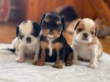 Собаки, щенки Кавалер-Кинг-Чарльз спаниель, цена 30000 Грн., Фото