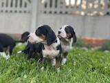 Собаки, щенки Ганноверская гончая, цена 300 Грн., Фото