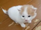 Кішки, кошенята Турецький ван, ціна 4500 Грн., Фото