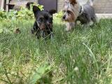 Собаки, щенята Йоркширський тер'єр, ціна 7000 Грн., Фото