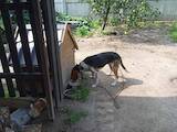 Собаки, щенята Естонський гончак, ціна 2000 Грн., Фото