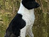 Собаки, щенята Російсько-Європейська лайка, ціна 6000 Грн., Фото