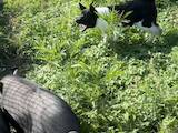 Собаки, щенки Русско-Европейская лайка, цена 6000 Грн., Фото