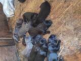 Собаки, щенята Кане Корсо, ціна 32800 Грн., Фото