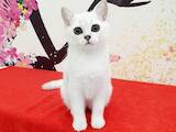 Кішки, кошенята Британська короткошерста, ціна 5000 Грн., Фото