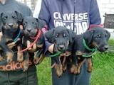 Собаки, щенки Ягдтерьер, цена 5500 Грн., Фото