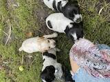 Собаки, щенята Російський спаніель, ціна 10 Грн., Фото