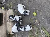 Собаки, щенки Русский спаниель, цена 10 Грн., Фото