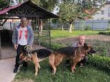Собаки, щенки Немецкая овчарка, цена 2700 Грн., Фото