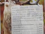 Собаки, щенки Западно-Сибирская лайка, цена 13000 Грн., Фото