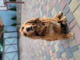 Собаки, щенята Російський спаніель, ціна 6000 Грн., Фото