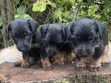 Собаки, щенки Ягдтерьер, цена 2600 Грн., Фото