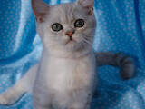 Кішки, кошенята Британська короткошерста, ціна 15000 Грн., Фото