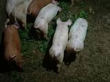 Животноводство,  Сельхоз животные Свиньи, цена 4500 Грн., Фото