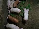 Животноводство,  Сельхоз животные Свиньи, цена 4500 Грн., Фото