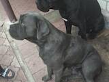 Собаки, щенки Кане Корсо, цена 100 Грн., Фото