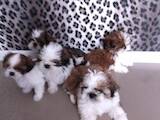 Собаки, щенки Ши-тцу, цена 5000 Грн., Фото