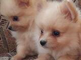 Собаки, щенки Померанский шпиц, цена 15000 Грн., Фото