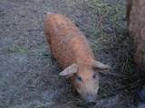 Тваринництво,  Сільгосп тварини Свині, ціна 4000 Грн., Фото