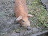 Животноводство,  Сельхоз животные Свиньи, цена 4000 Грн., Фото