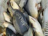 Рыбное хозяйство Рыба живая, мальки, цена 110 Грн., Фото