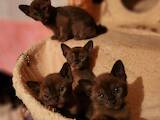 Кошки, котята Бурма, цена 26000 Грн., Фото