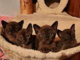 Кошки, котята Бурма, цена 26000 Грн., Фото