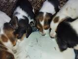 Собаки, щенки Эстонская гончая, цена 3000 Грн., Фото