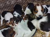 Собаки, щенки Эстонская гончая, цена 3000 Грн., Фото
