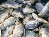 Рыбное хозяйство Корм для рыбы, цена 50 Грн., Фото