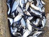 Рыбное хозяйство Рыба живая, мальки, цена 90 Грн., Фото