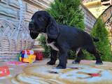 Собаки, щенята Російський спаніель, ціна 4000 Грн., Фото