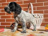 Собаки, щенята Російський спаніель, ціна 4000 Грн., Фото