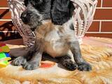 Собаки, щенки Русский спаниель, цена 4000 Грн., Фото